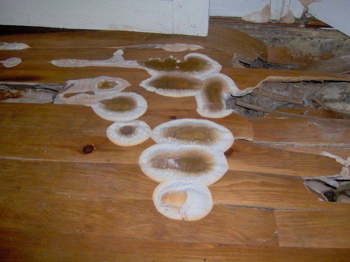 Renovchalet- degradation causee par la merule