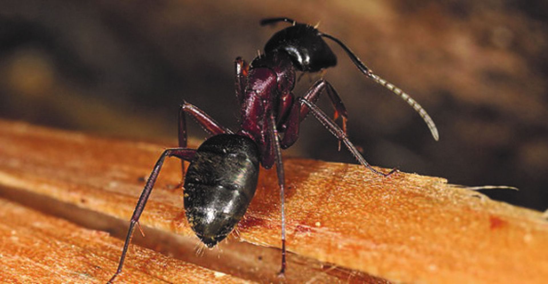 Renovchalet - insectes xylophages - larve fourmi charpentiere