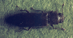 Renovchalet - insectes xylophages - Lyctus