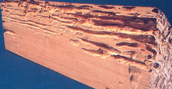 Renovchalet - insectes xylophages - larve capricorne