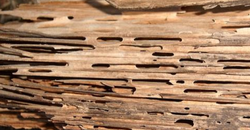 Renovchalet - insectes xylophages - larve capricorne