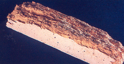 Renovchalet - insectes xylophages - Fourmi charpentiere