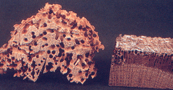 Renovchalet - insectes xylophages - bois vrillette