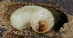 Renovchalet - insectes xylophages - bois capricorne