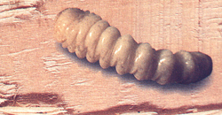 Renovchalet - insectes xylophages - larve lyctus