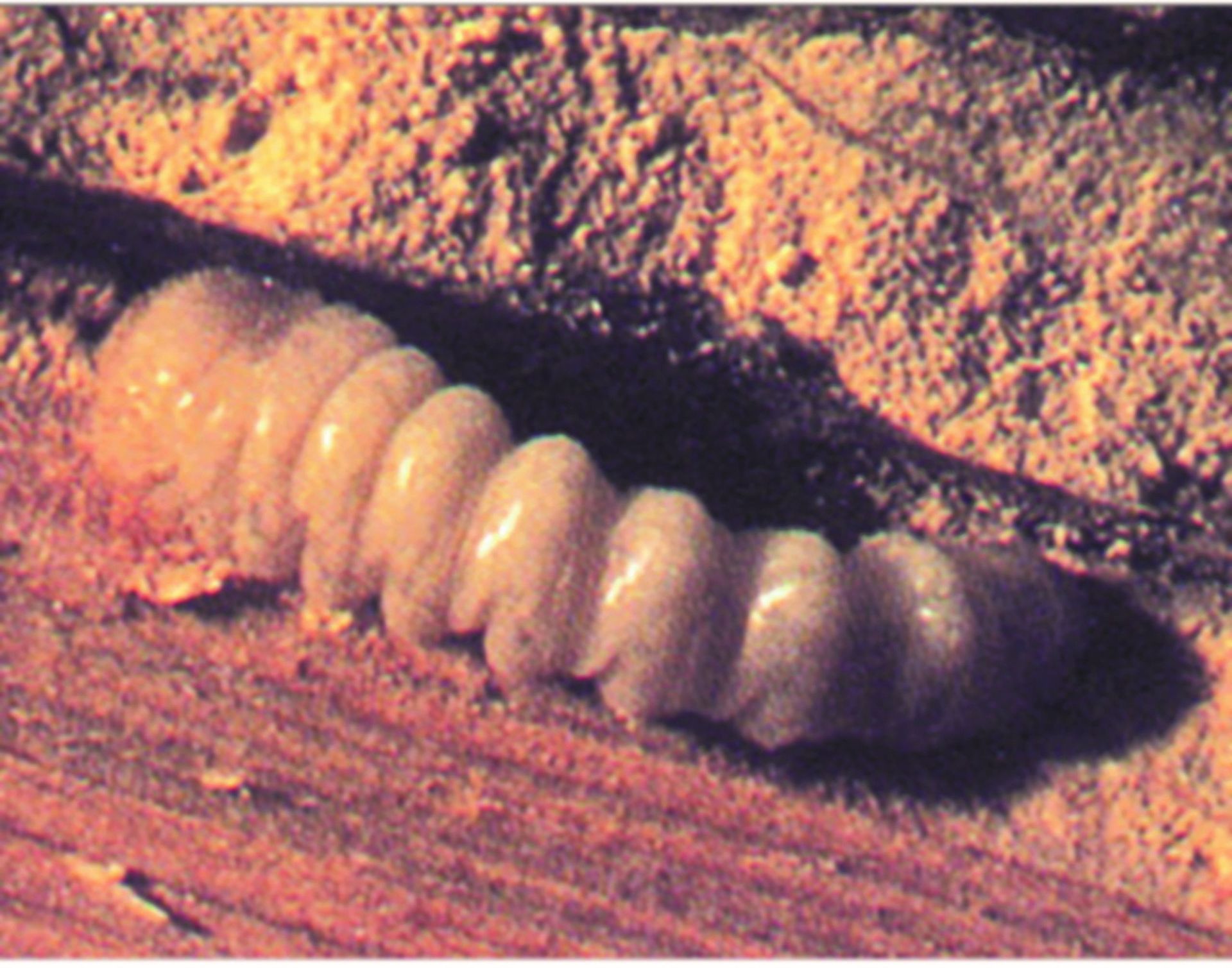 Renovchalet - insectes xylophages - larve capricorne