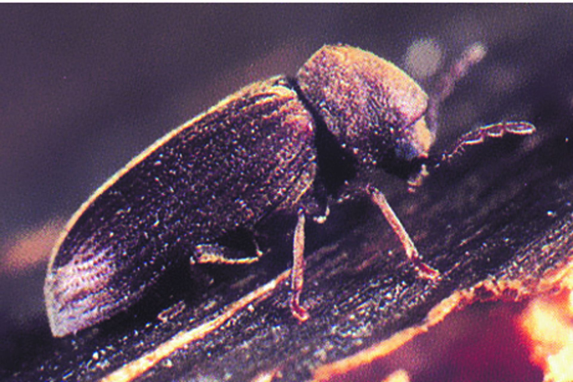 Renovchalet - insectes xylophages - vrillette