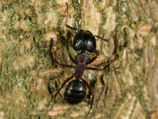 Vaudex Vaudroz Elimination – dératisation – extermination - désinsectisation - fourmi charpentière