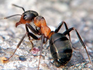 Vaudex Vaudroz Elimination – dératisation – extermination - désinsectisation - fourmi rousse