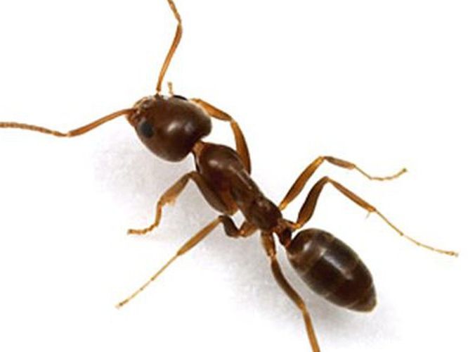 Vaudex Vaudroz Elimination – dératisation – extermination - désinsectisation - fourmi d'argentine