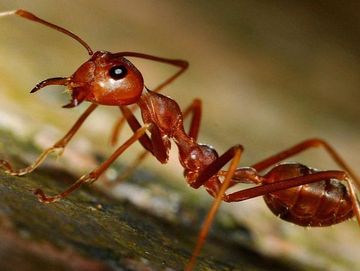 Vaudex Vaudroz Elimination – dératisation – extermination - désinsectisation - fourmi de feu