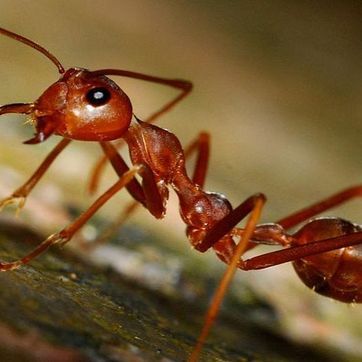 Vaudex Vaudroz Elimination – dératisation – extermination - désinsectisation- fourmis