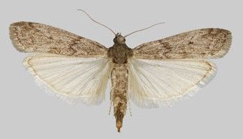 Vaudex Vaudroz Elimination – dératisation – extermination - désinsectisation - mites alimentaires