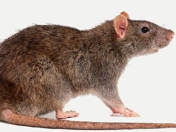 Vaudex Vaudroz Elimination – dératisation – rat brun
