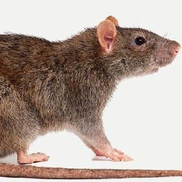 Vaudex Vaudroz Elimination – dératisation – extermination - désinsectisation - rats et souris