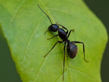 Vaudex Vaudroz Elimination – dératisation – extermination - désinsectisation - fourmi noire