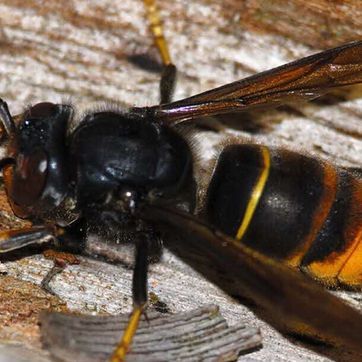Vaudex Vaudroz Elimination – dératisation – extermination - désinsectisation- fourmis