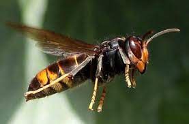 Vaudex Vaudroz Elimination – dératisation – extermination - désinsectisation - frelons européens