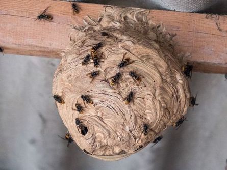 Extermination d'un nid d'abeilles : comment devez-vous procéder ? - Les  Dératiseurs