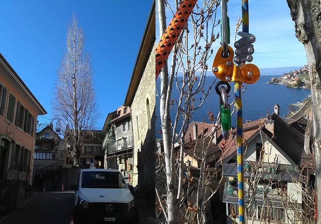 Taille et Soins aux Arbres Bex Gryon Chablais Saint-Saphorin Lavaux