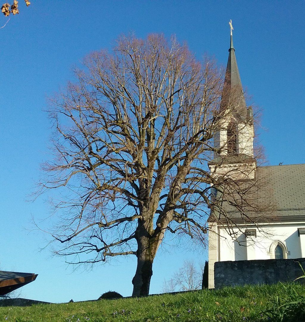 Arbre taille Tilleul