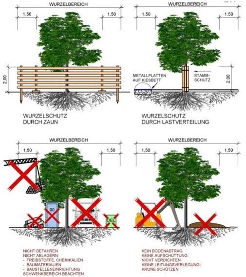 Arbre racines