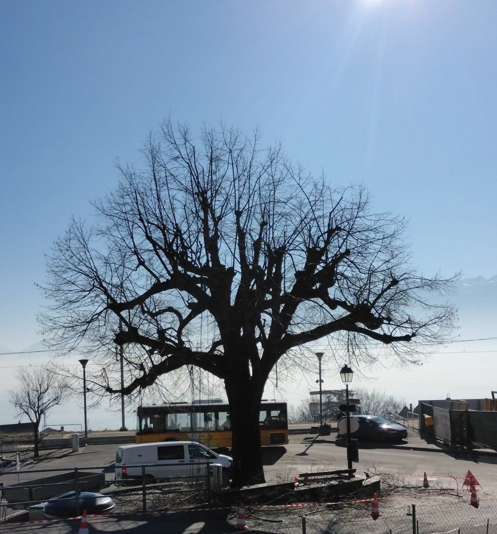 Arbre taille