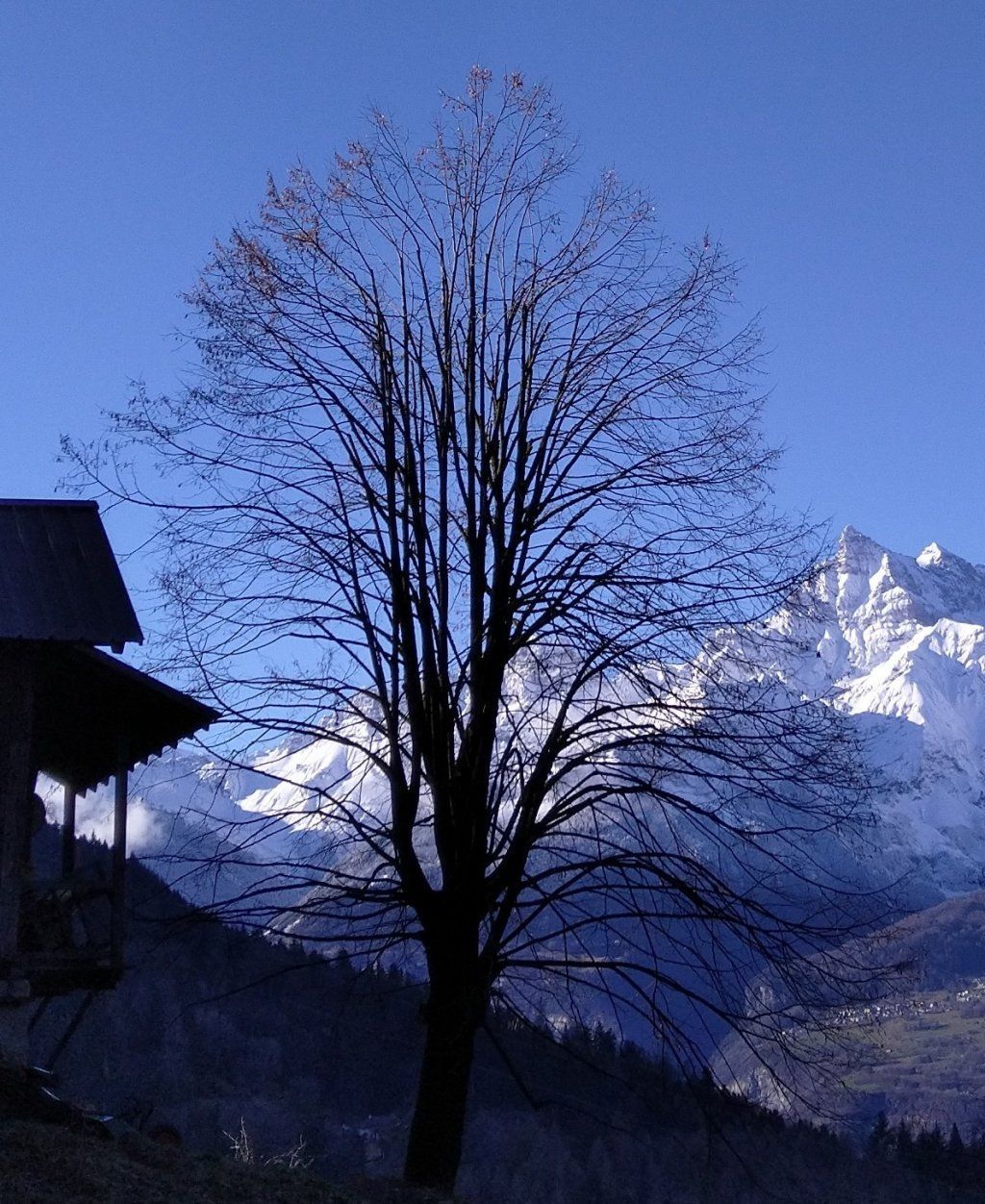 Taille arbre Tilleul