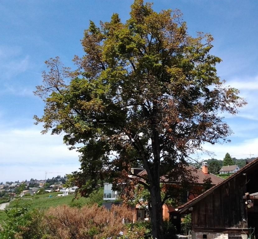 Arbre empoisonné