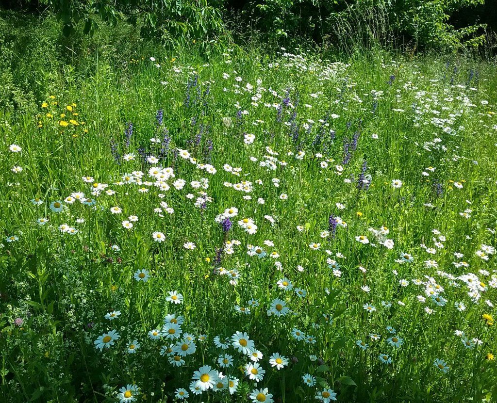 Biodiversité prairie fleurie