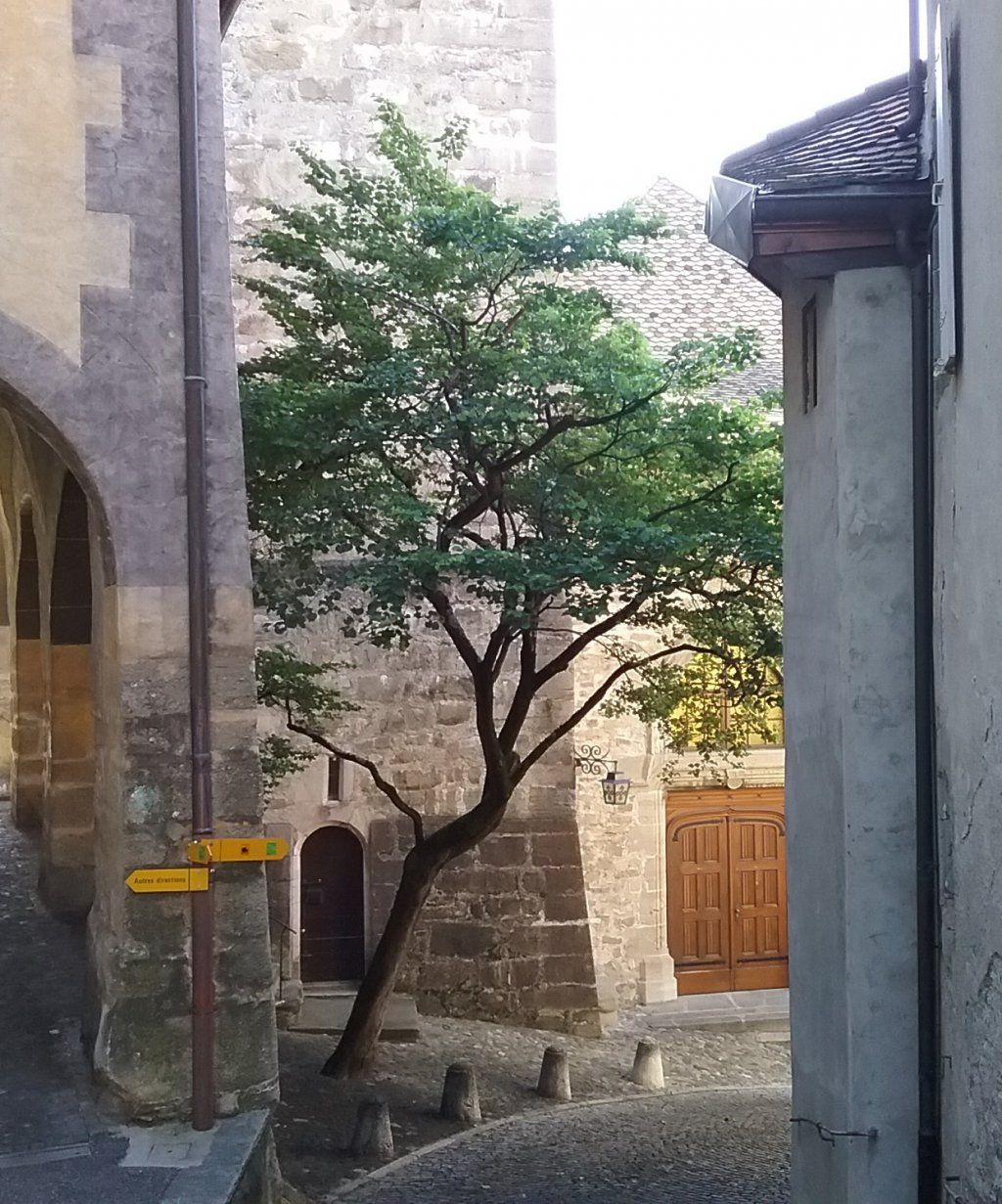 Arbre urbain