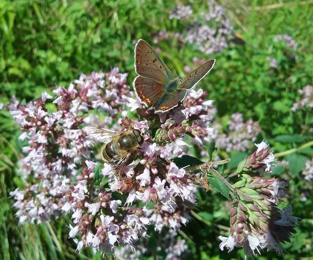 Jardin Biodiversité