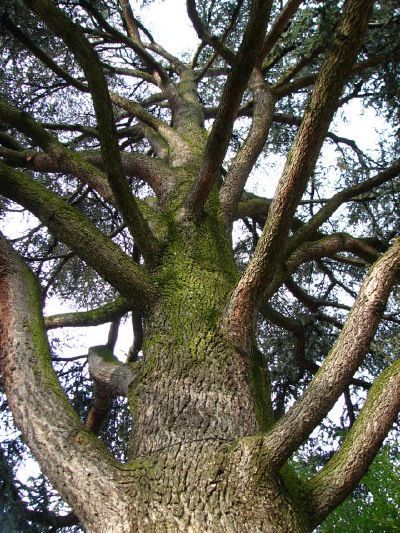 Taille arbre Cèdre