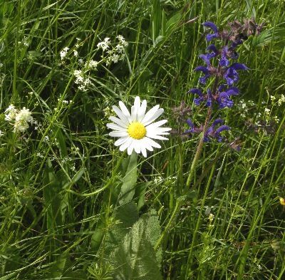 Prairie fleurie