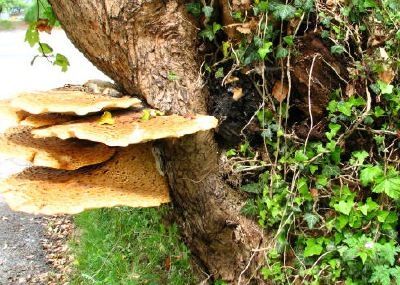 Arbre champignon lignivore