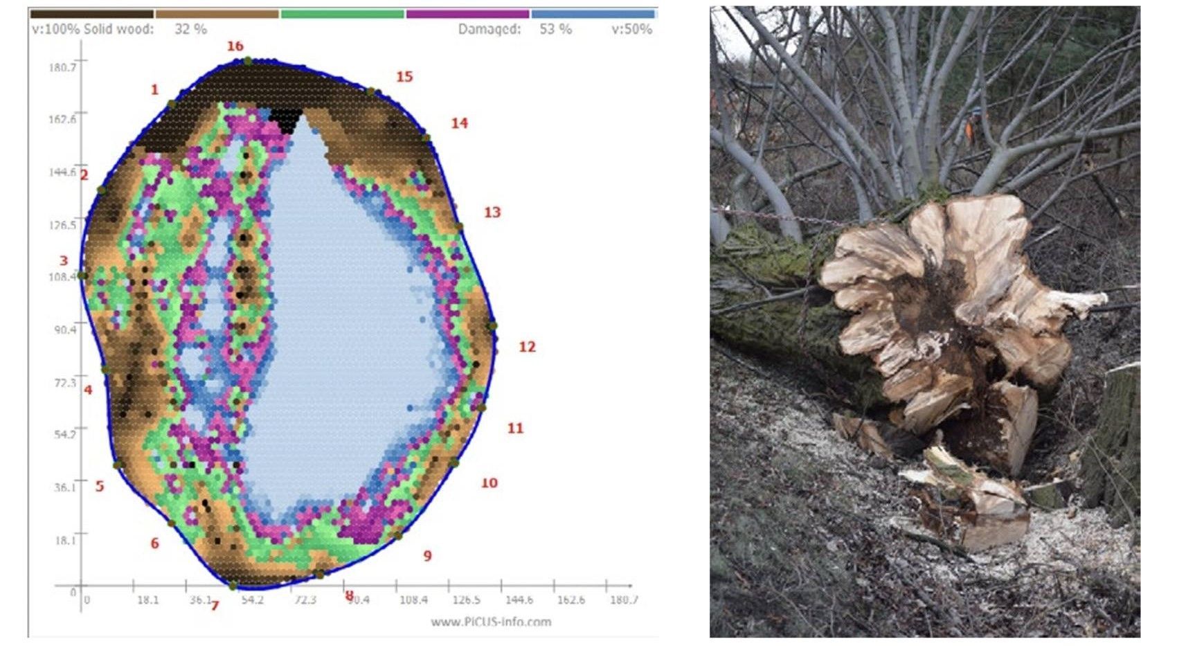 Tomographie Test de traction Resistograph arbre