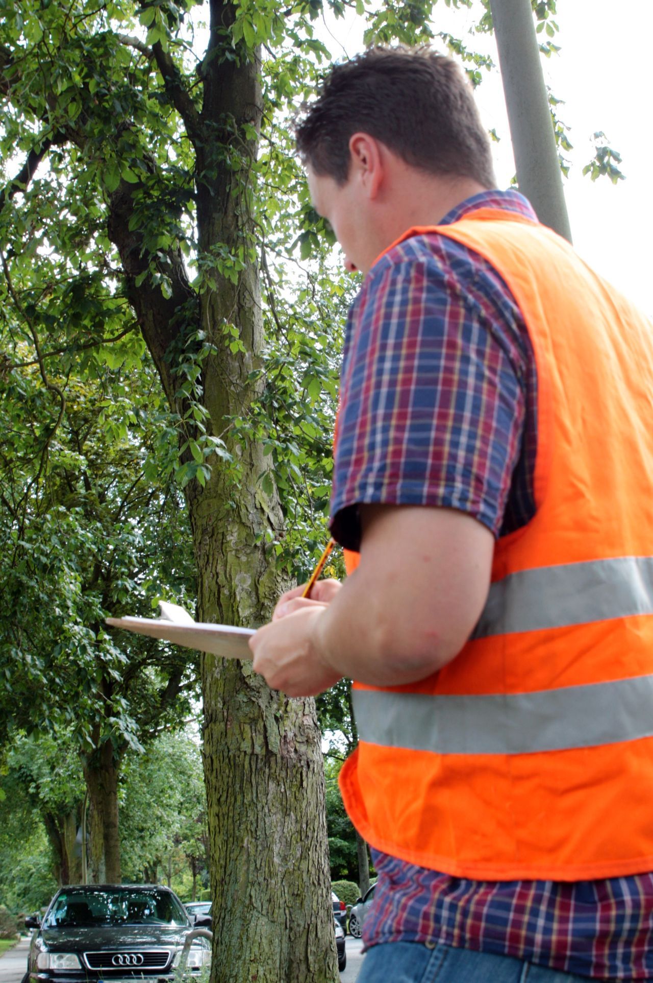 Analyse de l’état Sécuritaire et Phytosanitaire des Arbres
