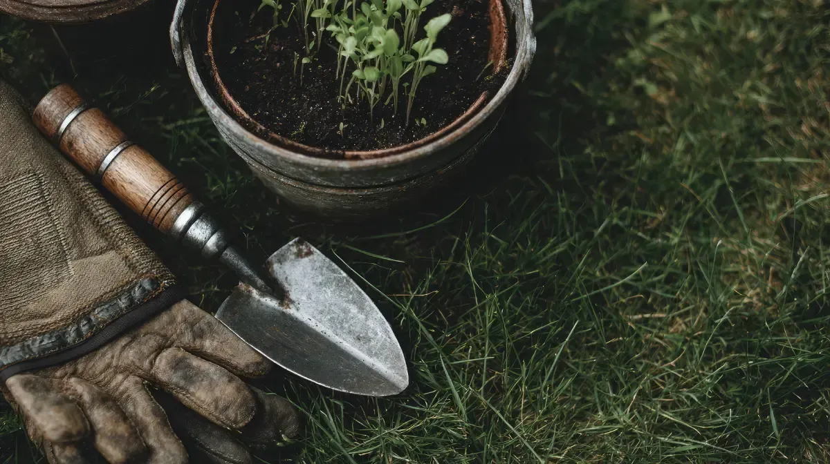 Herramientas de jardinería: paleta, guantes y plántulas en macetas sobre césped verde.