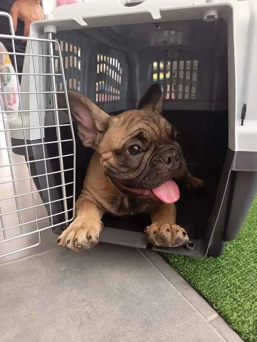 Cachorro de bulldog francés con la lengua afuera en un transportador de mascotas gris.