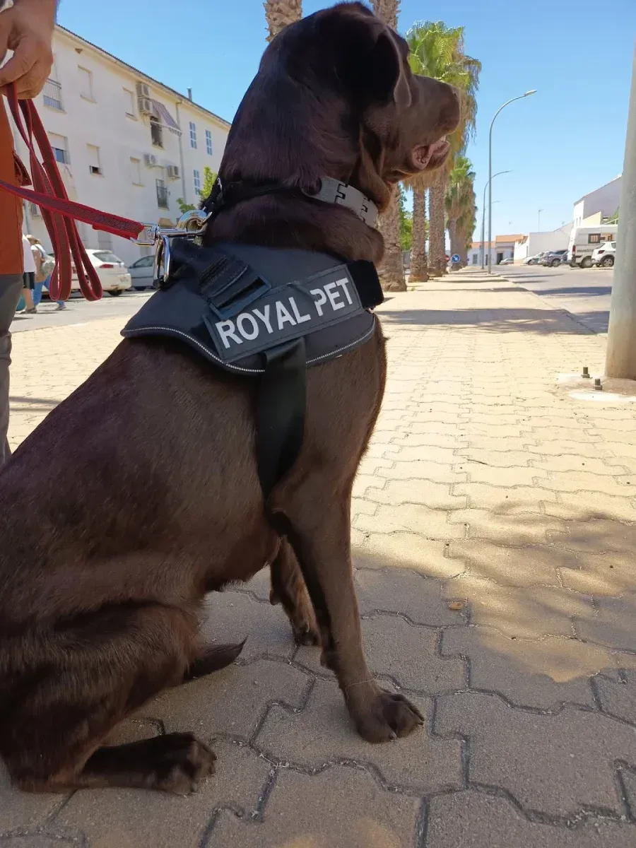 Perro labrador chocolate con un arnés 