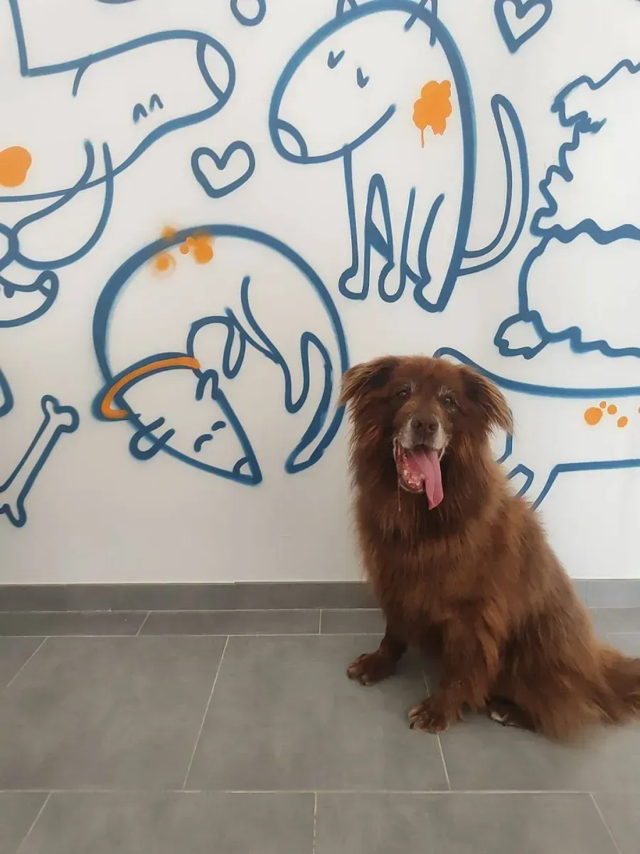 Perro marrón con la lengua afuera, sentado frente a una pared con dibujos de perros de dibujos animados.