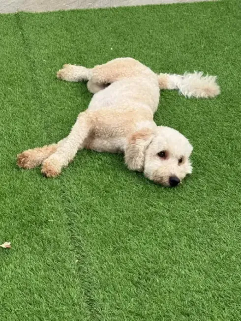 Perro beige tumbado sobre césped verde, con las patas extendidas y expresión relajada.