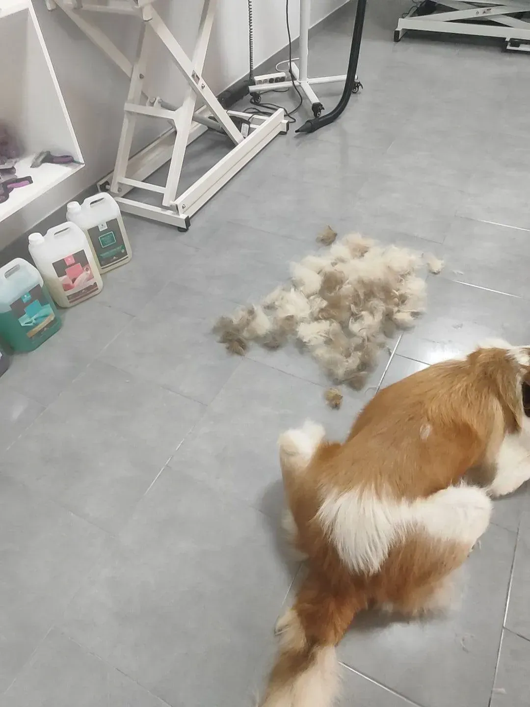 Perro acostado en el suelo al lado de una pila de pelo; suministros de aseo y mesa en el fondo.