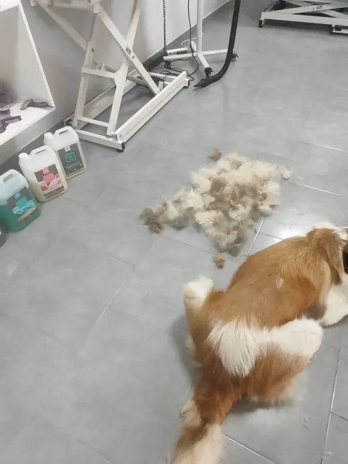 Perro acostado en el suelo al lado de una pila de pelo; suministros de aseo y mesa en el fondo.