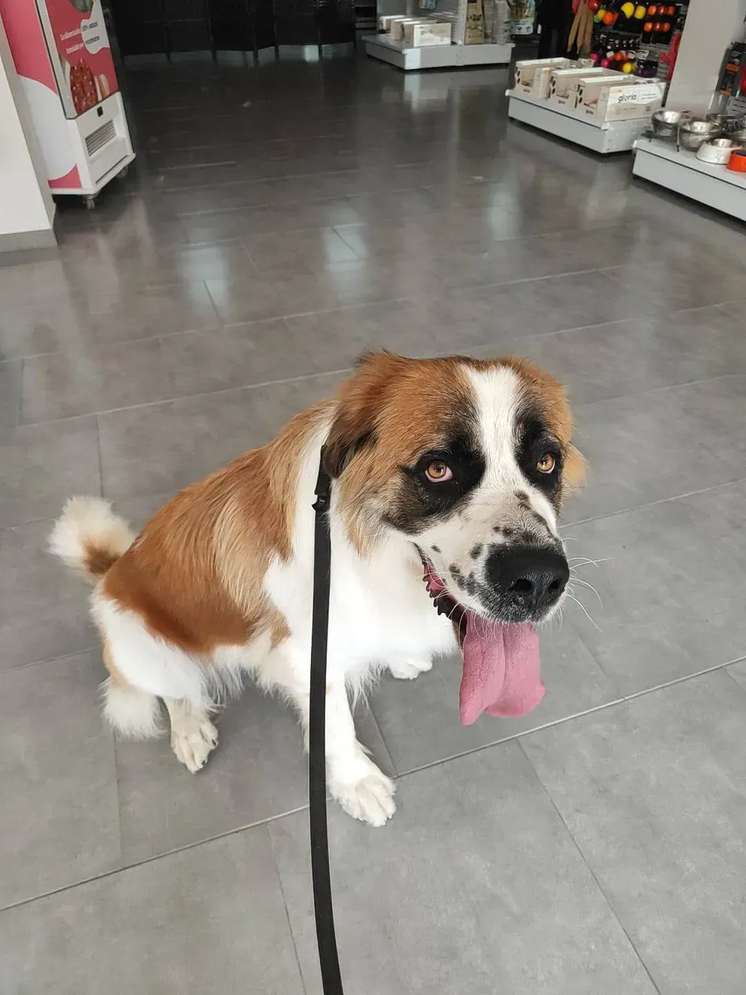 Perro con pelaje marrón y blanco, jadeando con la lengua afuera, sentado en un piso gris en una tienda de mascotas.