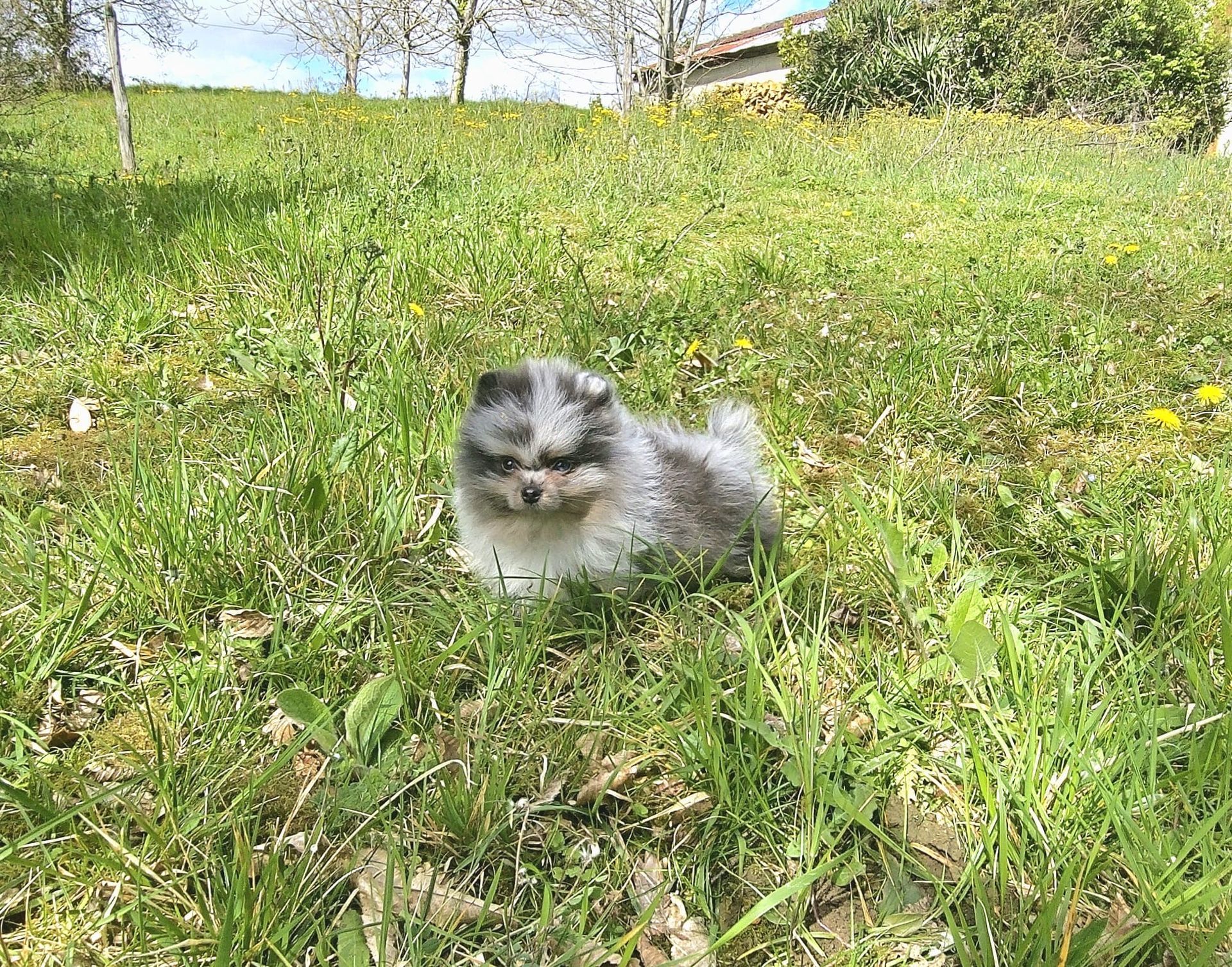 Chiot spitz nain sable en train de courir dans le jardin de l’élevage du Gers