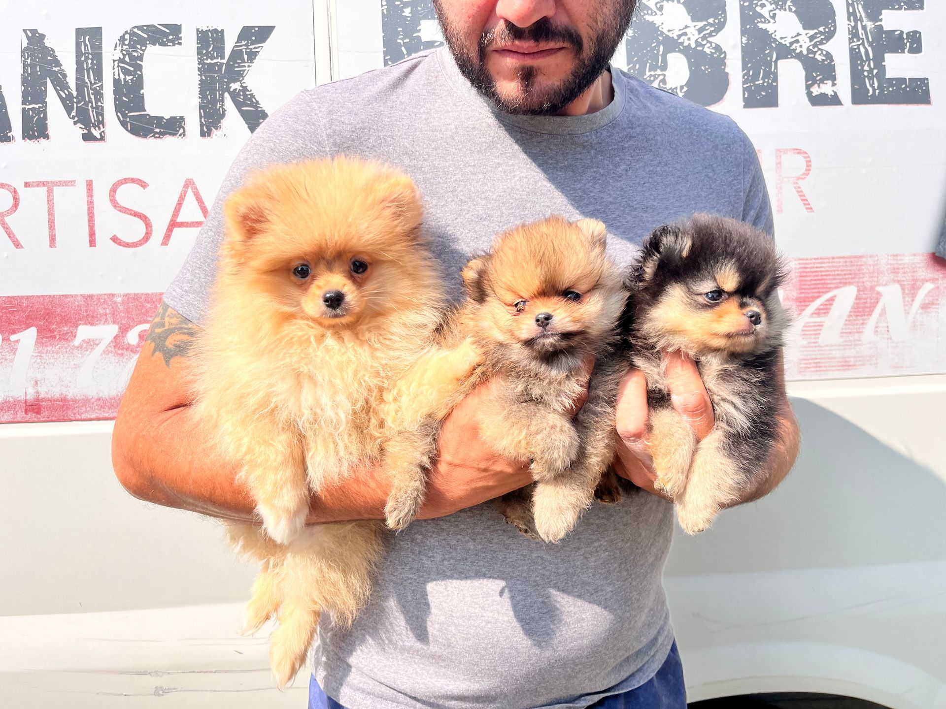 Femelle et chiots spitz du Domaine des Petits Anges du Gers