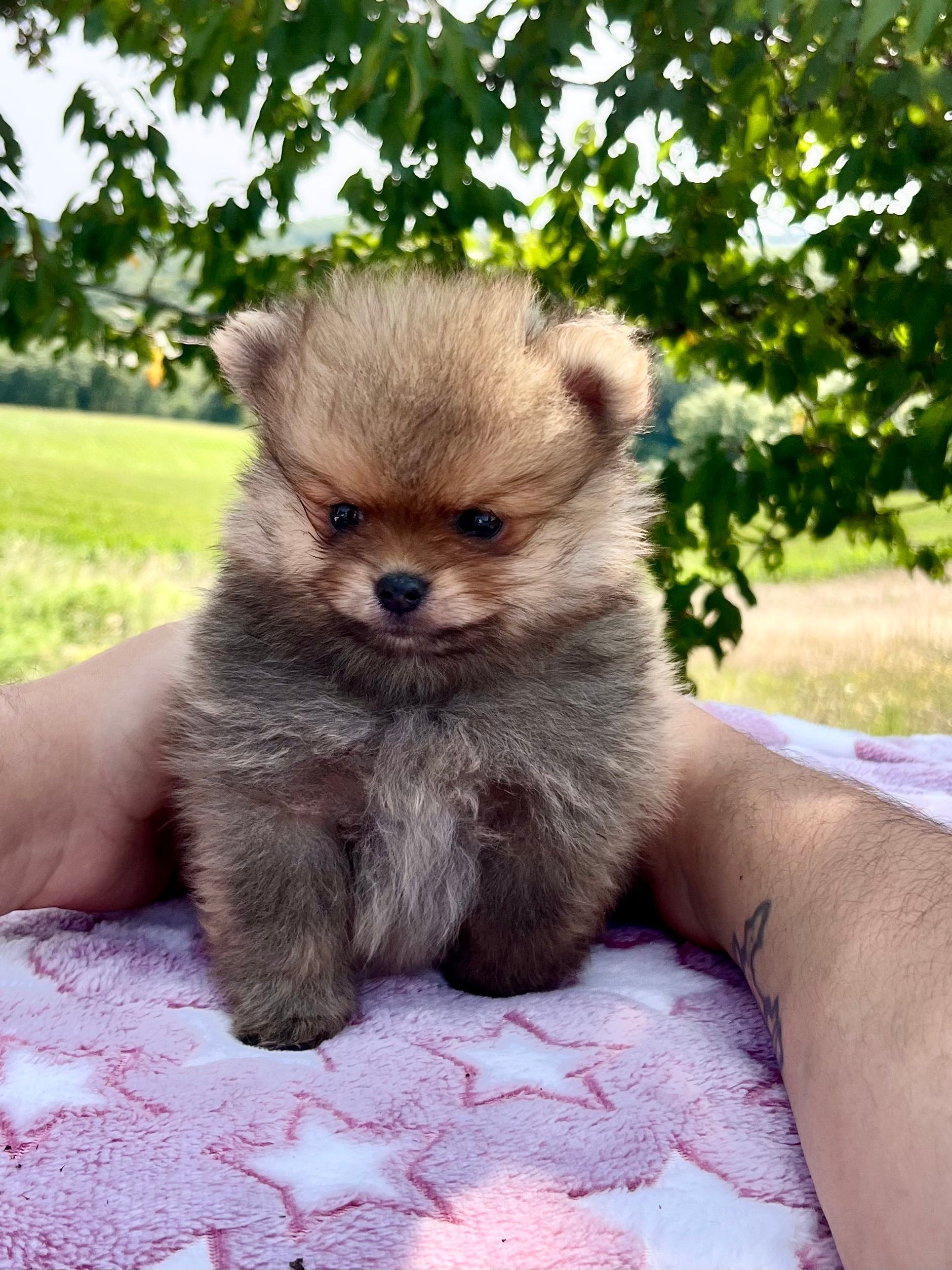 Poméranien marron en extérieur