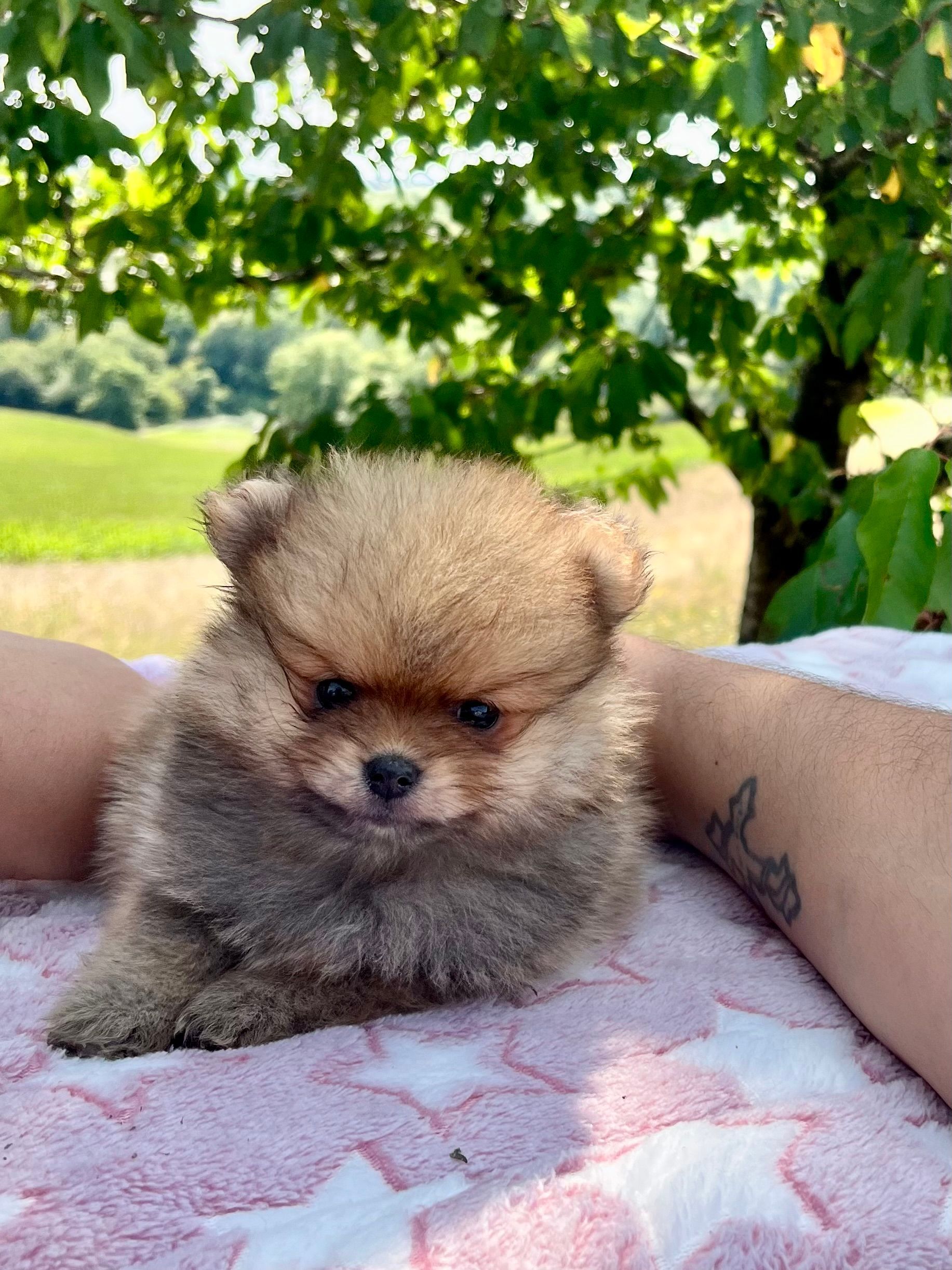 Petit spitz poméranien orange aux poils soyeux dans les bras de son éleveuse