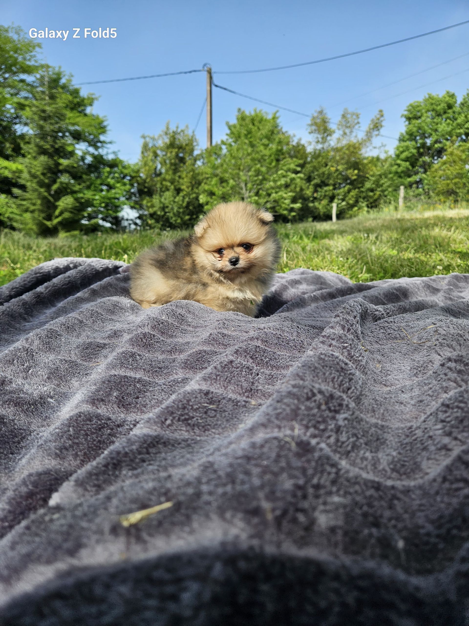 Petit spitz bleu merle